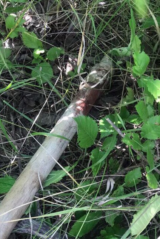 Медсестры изнасиловали девушку Медсестры изнасиловали девушку