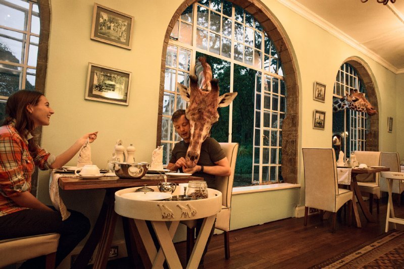 Завтрак с Жирафом в Кении