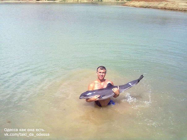 Под Одессой спасли дельфина