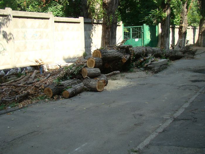 На одеских улицах по-прежнему не убрали сломанные после грозы деревья 