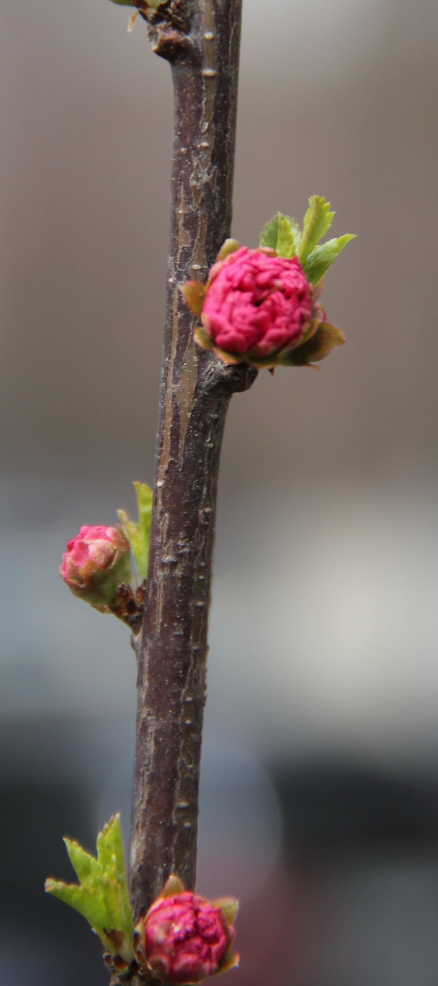 Считается, что первый, увидевший распустившийся цветок сакуры, будет обласкан удачей