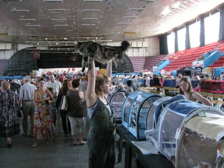 выставка кошек