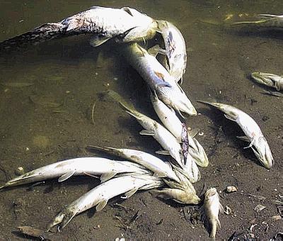 Из-за одноклеточных водоростей массово гибнет рыба
