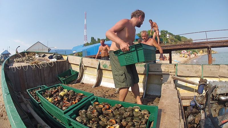 Одесский залив атаковали моллюски рапаны, которые поедают мидии.