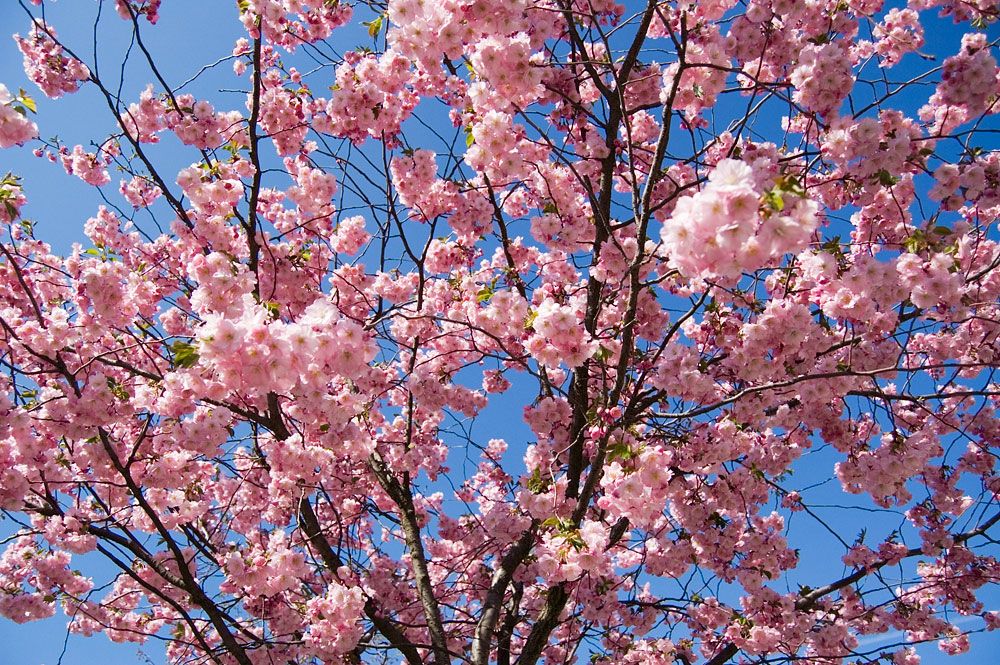 Уже в апреле следующего года в парке зацветут сакуры
