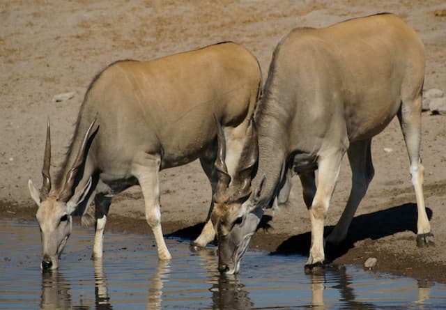 Аскания-Нова — африканские антилопы