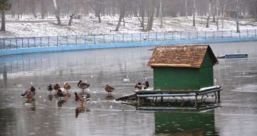 Одесситов просят подкармливать лебедей и уток в замерзшем пруду в парке Победы (ФОТО)