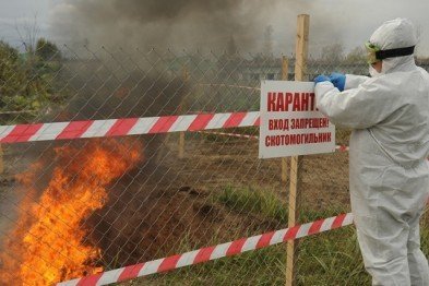 В Одесской области из-за вспышки африканской чумы сожгли 59 свиней