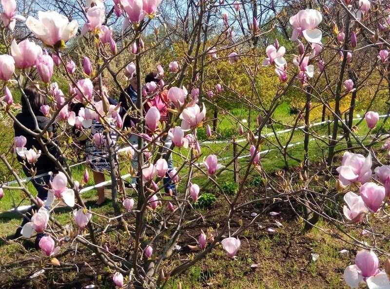 Одесситы атаковали цветущие магнолии в ботсаду (ФОТО)