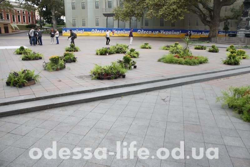 Какую траву выращивают сотрудники Одесского горсовета? (ФОТО)