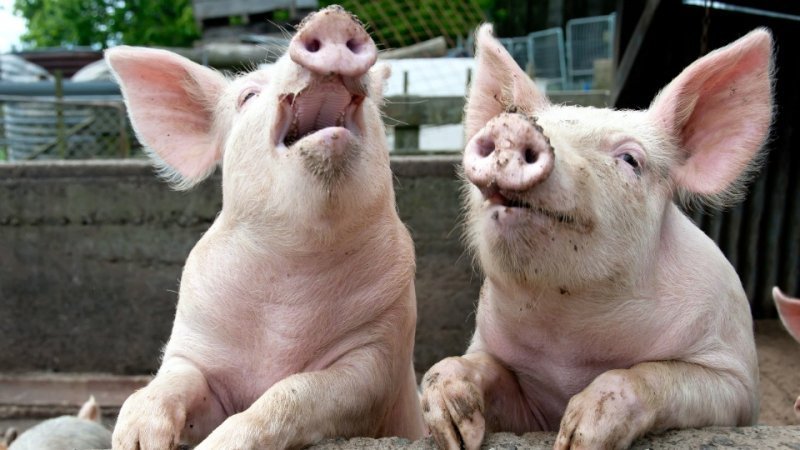 Африканская чума свиней уже в Болградском районе