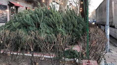 В Одессе уже продают первые елки