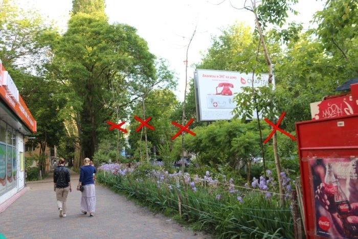 Сеть одесских аптек ради рекламы уничтожает деревья по всему городу (ФОТО)