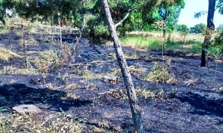 Огромный пожар в Лузановке: последствия возгорания зелёной зоны (ФОТО)