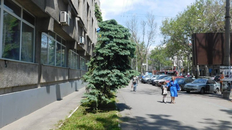 Есть ли будущее у сосен и елей в городском ландшафте Одессы?