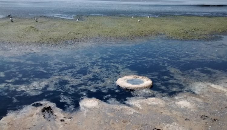 Гниющий пляж в Крыжановке продолжает разносить зловоние (ФОТО)