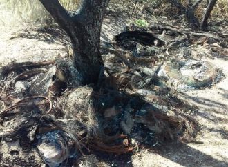 В районе Куяльника жгут и варварски вырубают деревья (ФОТО)
