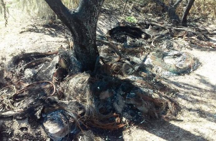 В районе Куяльника жгут и варварски вырубают деревья (ФОТО)