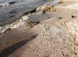 Пляж в Лузановке: гниющие водоросли и жуткий запах (ФОТО)