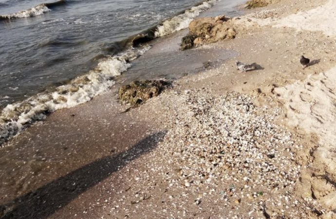Пляж в Лузановке: гниющие водоросли и жуткий запах (ФОТО)