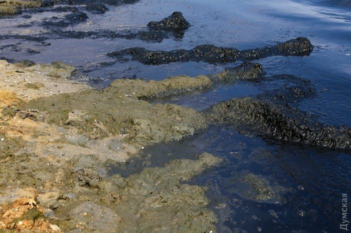 Ужасы крыжановского побережья: гниющие водоросли, смрад и мусор (ФОТО)