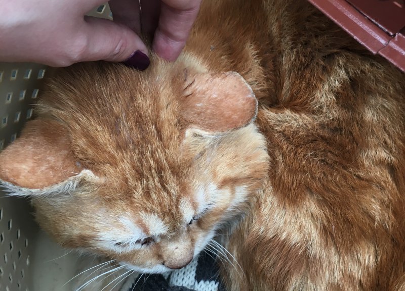 В Одессе бесплатно стерилизуют бездомных кошек – адреса ветклиник