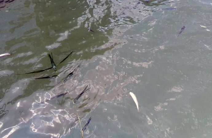 Жители Нерубайского обвиняют промышленников в массовой гибели рыбы (ФОТО)