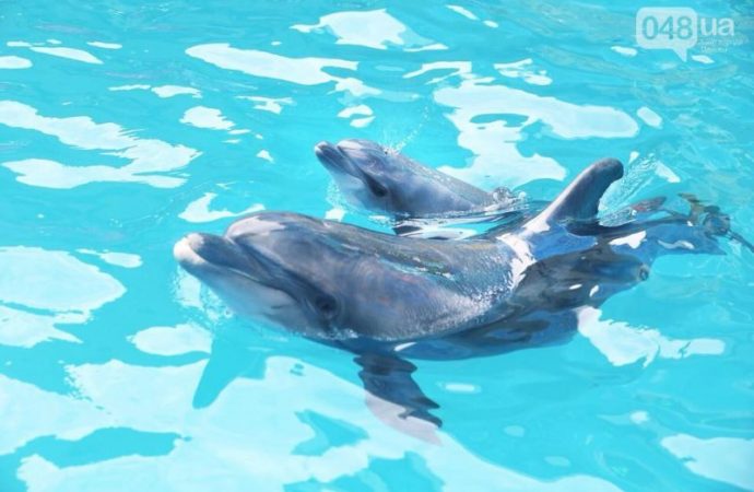 В дельфинарии на глазах у зрителей родился малыш (ФОТО, ВИДЕО)