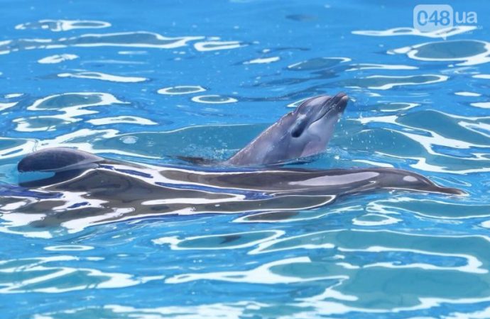 Итоги дня. Скандал вокруг школы №55, борьба с тополиным пухом и рождение дельфина