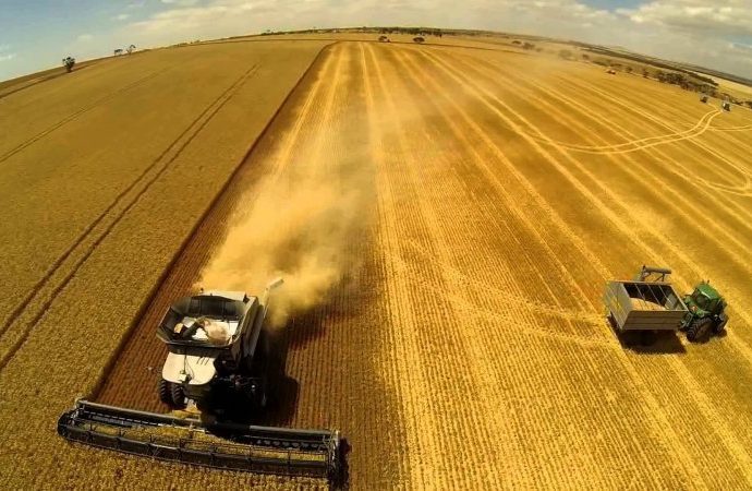Более 400 тысяч тонн зерна собрали в Одесском регионе за две недели