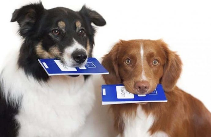 Регистрация домашних любимцев в Одессе: первыми приглашают владельцев собак