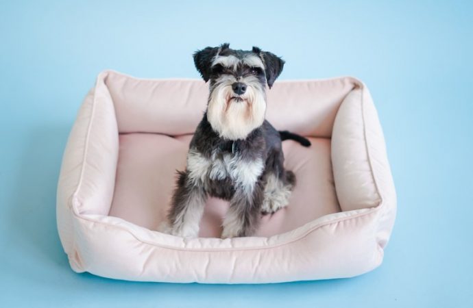 Выбор спального места для собаки: качественные и привлекательные лежаки