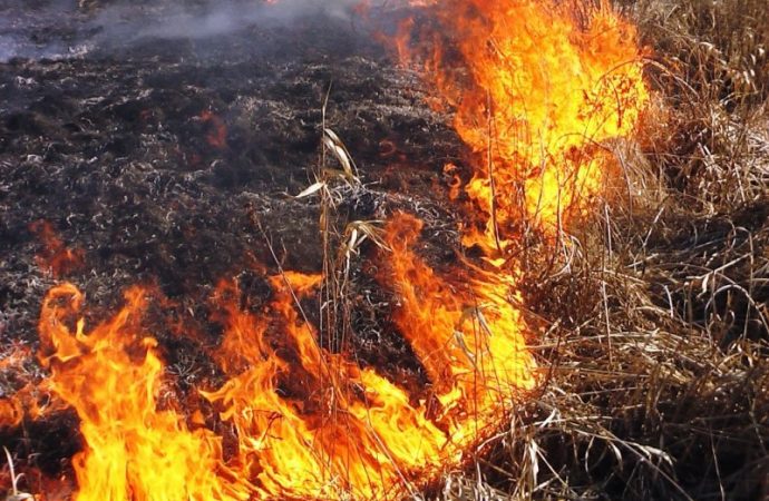 Пожары уничтожили больше десяти гектаров растительности в Одесской области