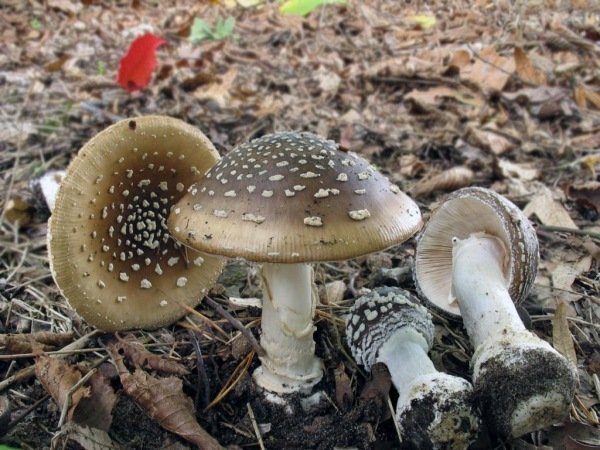 Многодетная семья отравилась грибами: маму и сына спасти не удалось