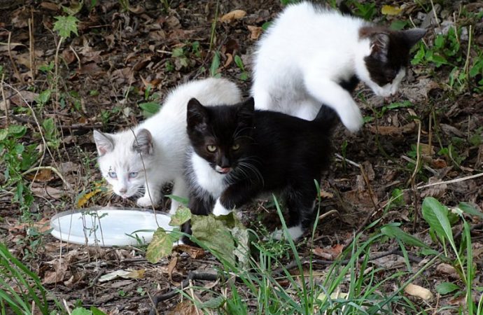 В Одессе снова можно бесплатно стерилизовать бездомных кошек и котов