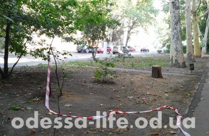На Сегедской проводят обрезку деревьев и асфальтирование тротуаров (ФОТО)