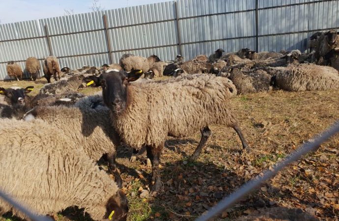 Черноморских овец хотят выкупить зоозащитники