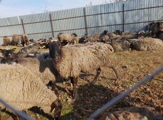 Страдания овец могут стать причиной кадровых решений в профильных службах