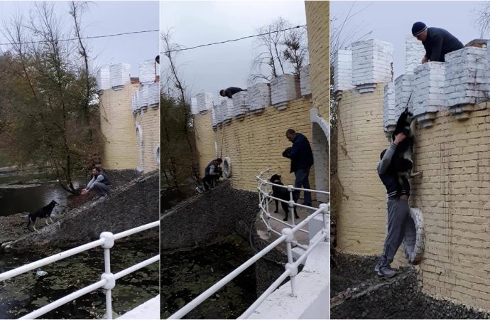 Одесситы спасли хаски, плакавшую посреди пруда в Дюковском парке