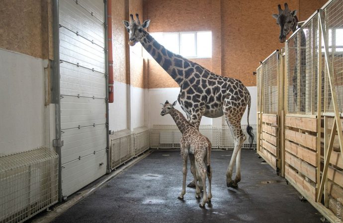 Малыш Арсентий появился у пары жирафов из одесского биопарка