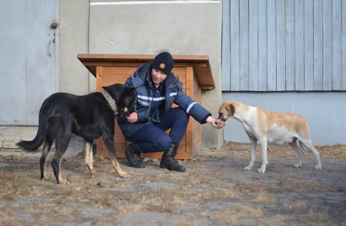 Лучшее спасение: одесские спасатели приютили пару бездомных собак и ждут пополнение