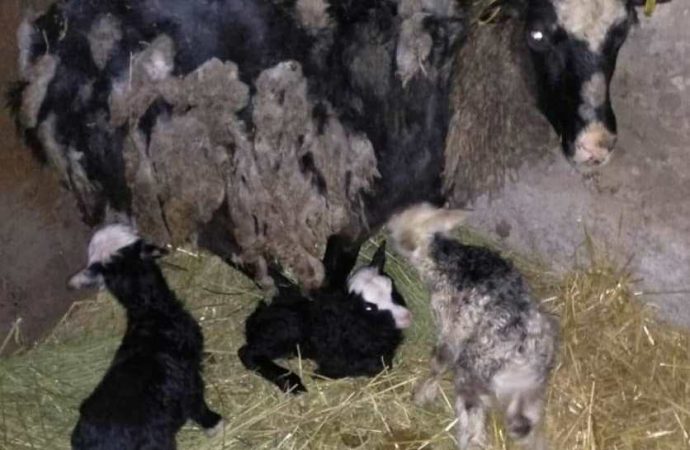 Жизнь продолжается: в семье одесских овец-путешественниц прибавление (ВИДЕО)