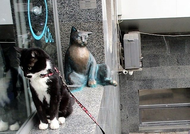 «Кошачья тропа» в Одессе продлевается: в полиэфире «увековечен» кот Чилик-Челентано