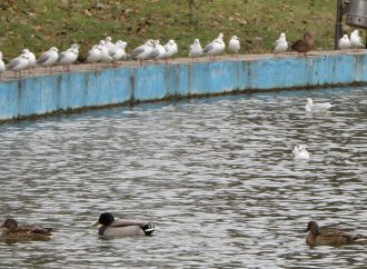 Фантастические утки и где они обитают: как зимуют пернатые в парке Победы