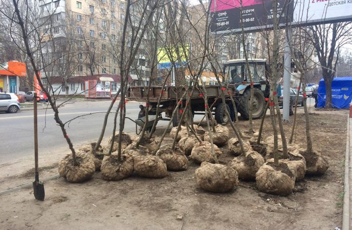 Одесситов призывают озеленять город: саженцы обещают выдавать бесплатно