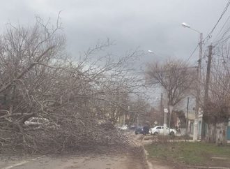 Шквалы в Одессе: уже упало несколько деревьев