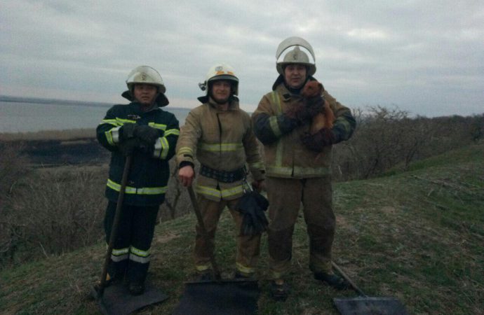 На пожаре в Нижнеднестровском парке спасатели вытащили из огня собачку
