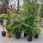 горсад субботник