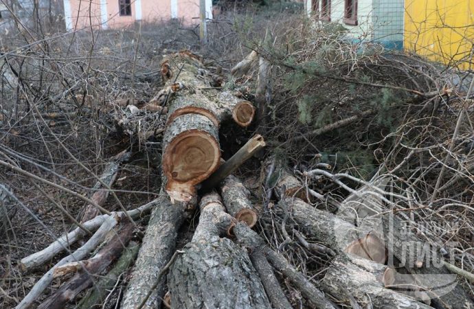 Полиция установила, кто вырубил деревья на Даче Ковалевского в Одессе