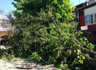Капризы погоды: одесситов предупреждают о порывистом ветре и возможном падении деревьев